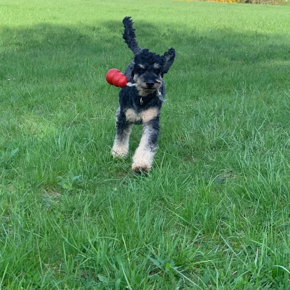 Balou mit Kong_quadratisch