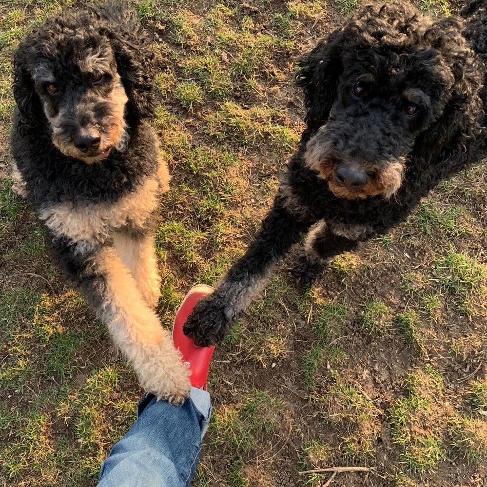 Balou und Flynn_Check_Quadratisch