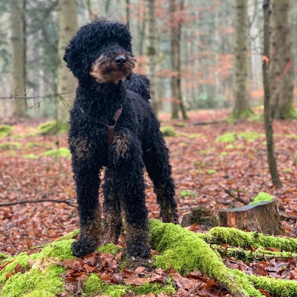 Flynn_Target auf Bumstumpf_quadratisch